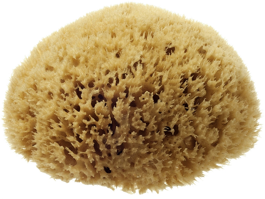 Natürlicher Meeresschwamm Honeycomb Sea Sponge 7.62 cm - Hydrea London — Bild N1