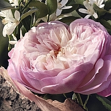 Chloé Rose Naturelle - Eau de Parfum — Bild N6