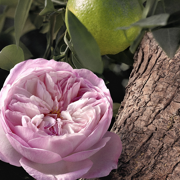Chloé Rose Naturelle Intense - Eau de Parfum — Bild N4