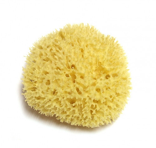 Natürlicher Meeresschwamm 14 cm - Hydrea London Honeycomb Sea Sponge Premium Quality — Bild N2