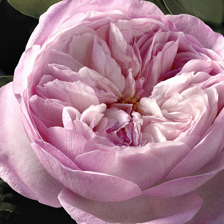 Chloé Rose Naturelle Intense - Eau de Parfum — Bild N6