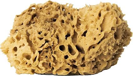 Natürlicher Badeschwamm braun 17,5 cm - Hhuumm 02H Natural Sponge — Bild N1