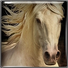Lidschatten - Chantecaille Matte Eye Shade Wild Mustang Collection — Bild N2