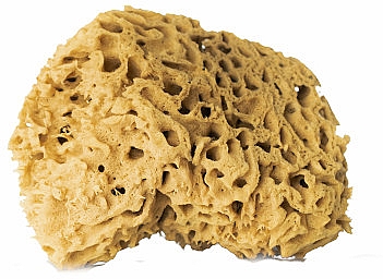 Natürlicher Badeschwamm braun 12,5 cm - Hhuumm 01F Natural Sponge — Bild N1