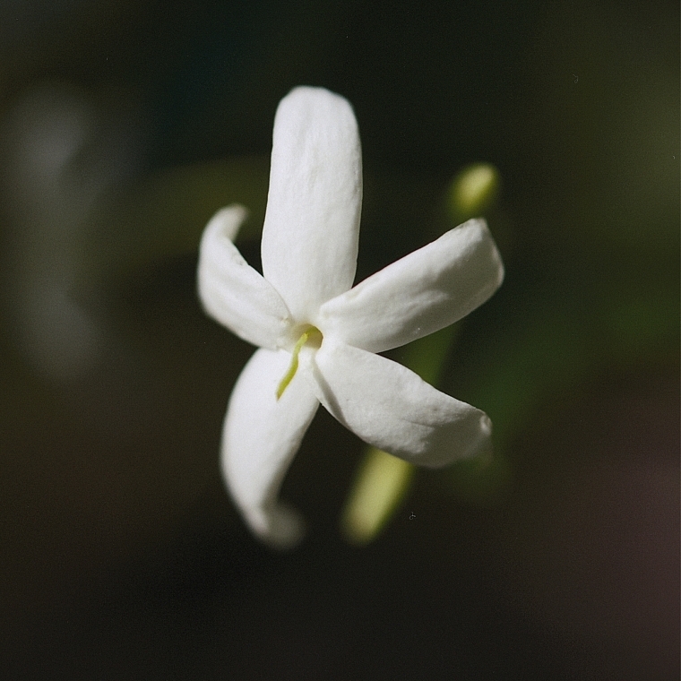 Chloé Nomade Jasmine Naturel Intense - Eau de Parfum — Bild N4