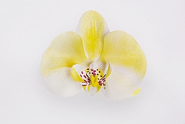 Automatische Haarspange Gelbe Orchidee - Katya Snezhkova — Bild N1
